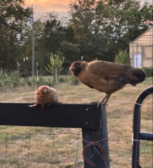 Chickens on the fence