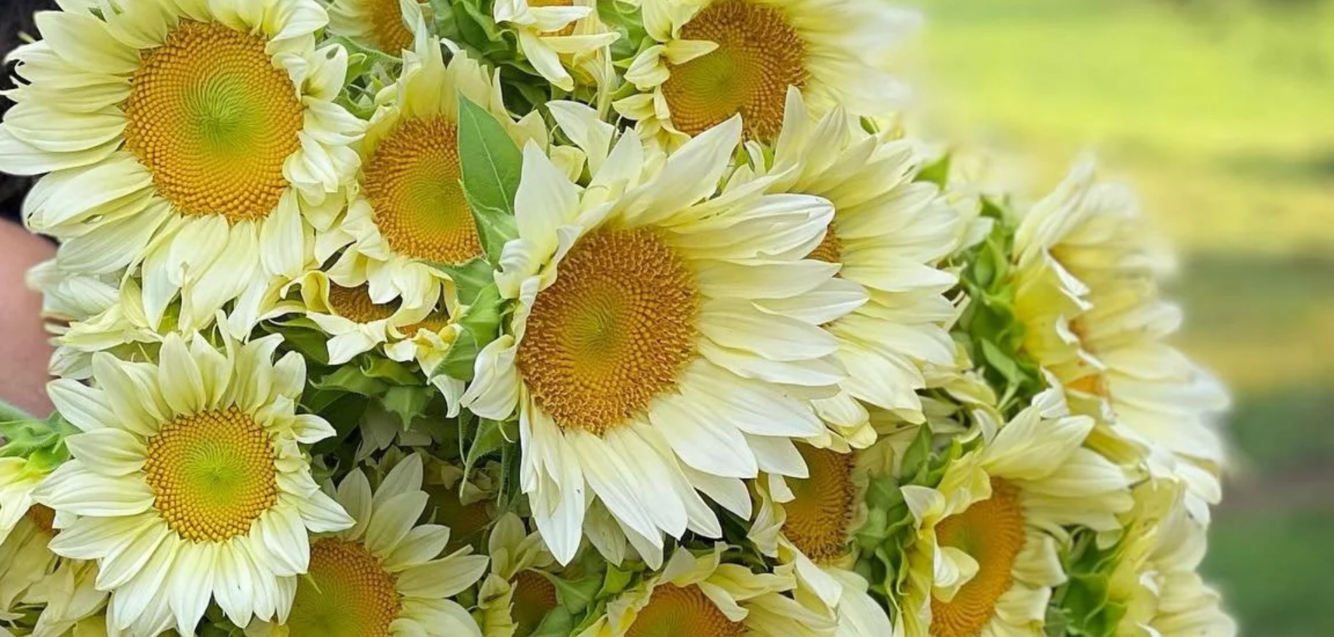 Beck and Yellow flowers