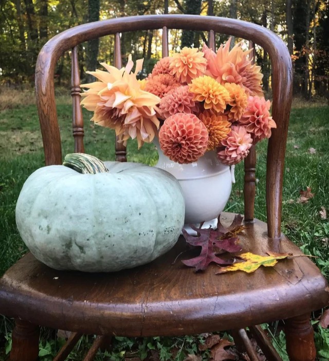 Dahlias on a chair