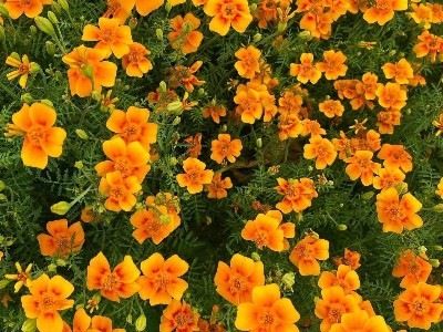 Marigolds